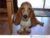 basset-hound-with-long-ears.jpg