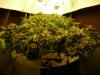 Dec 11 pics of my cfl 5 gallon bucket grow hard dense buds great weeed (8).jpg