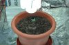 2-Days-From-Seed.jpg