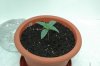 5-Days-from-Seed.jpg