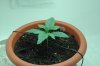 7-Days-From-Seed.jpg