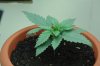8-Days-from-Seed.jpg