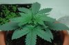 11-Days-from-seed.jpg