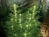 ARB 2 20 days flower 83 days from sprout.jpg