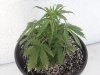 My Plant Grow 004.jpg