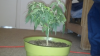 plant3 2.png