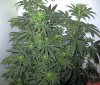 cannabis_plant.jpg