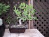 Bonsai Ficus.jpg