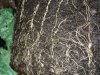 Roots  close-up.jpg