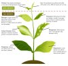 CommonSigns_PlantDeficiencies.jpg