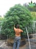 Huge-Marijuana-Plant.jpg