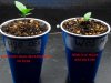 Humboldt Seed Orginasation OG Kush 5 days from sprout and World of Seeds Mazar Kush 4 days from .jpg