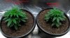 Over Head View Humboldts Seed Organisation OG Kush 26 days from sprout and World of Seeds Mazar .jpg