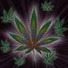 Cannabis Riffs