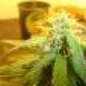 cannabis92109
