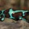 Poisondartfrog
