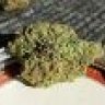Cannabis_Cactus