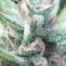cannabisblunt