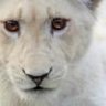 white lion genetics