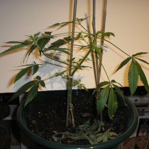 plant 2