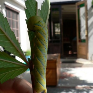 Deaths head hawk moth larva feeding on one of my cannabis plants