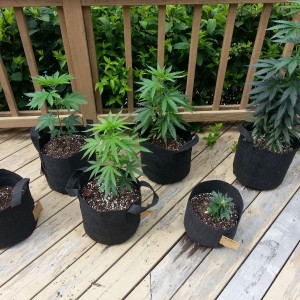 FIRST GROW...SAME PLANTS