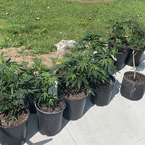 First outdoor grow in pots