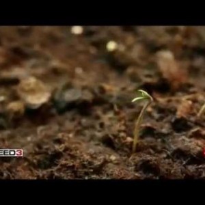 Dr. Sanjay Gupta - WEED 3 Cannabis Documentary