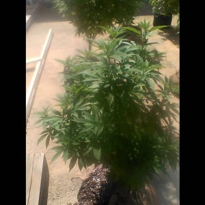 Skunk #1, White Widow, Headband, Tahoe OG Kush, AK-47, CHRONIC, Outdoor Cannabis Grow, California, M - YouTube